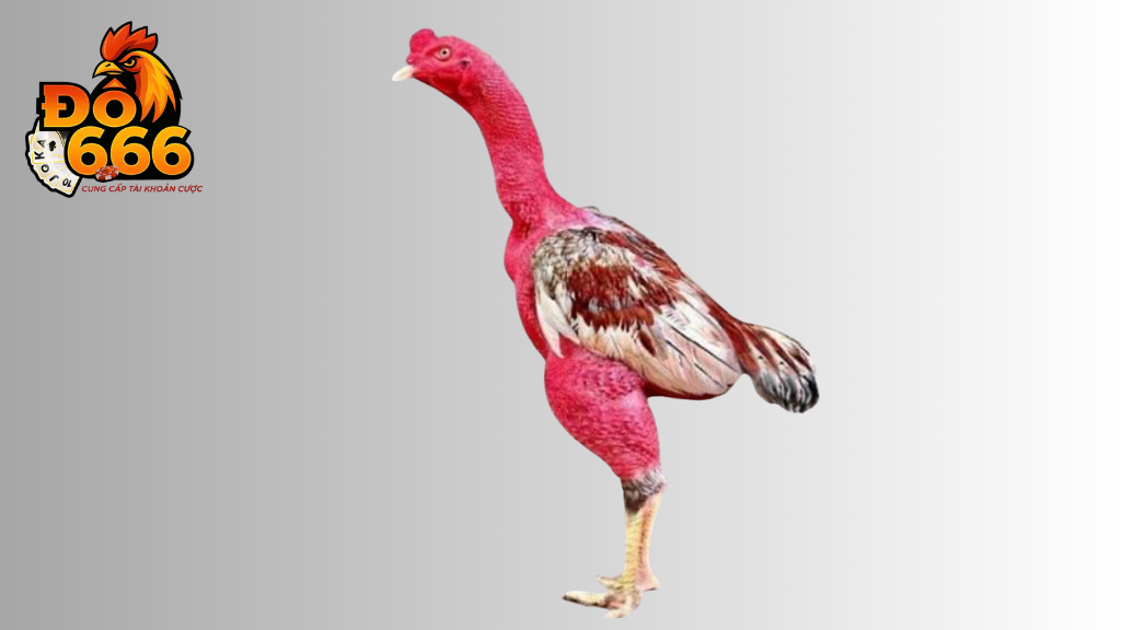Ai đứng sau hệ thống trường gà uy tín Do666
