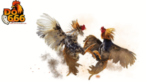 Ai là chiến kê bất bại nhiều trận nhất tại Do666?