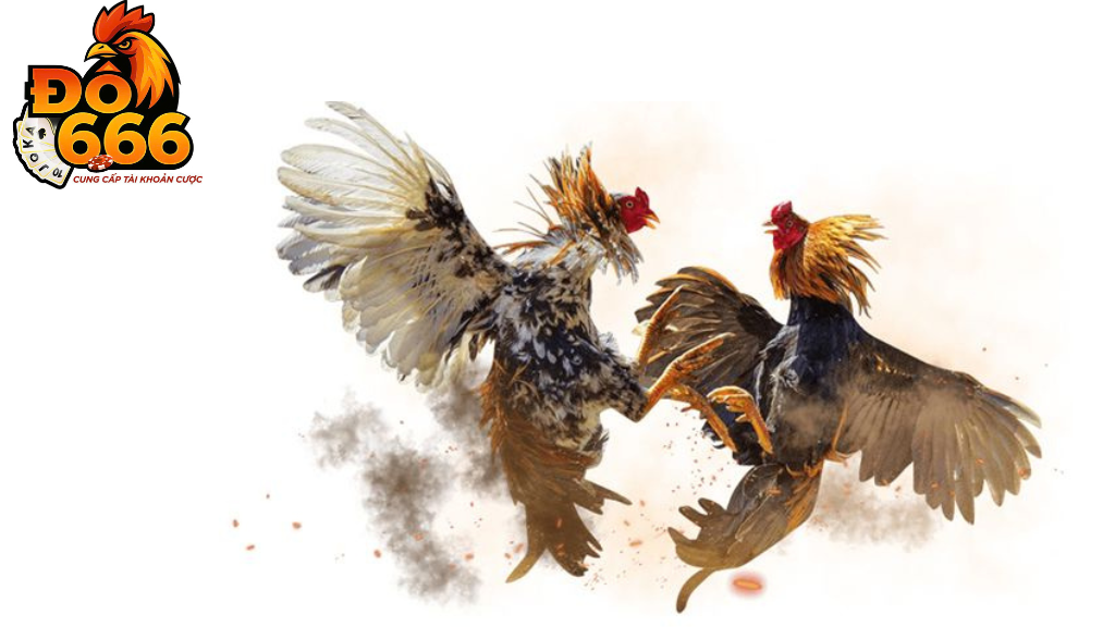 Ai là chiến kê bất bại nhiều trận nhất tại Do666?