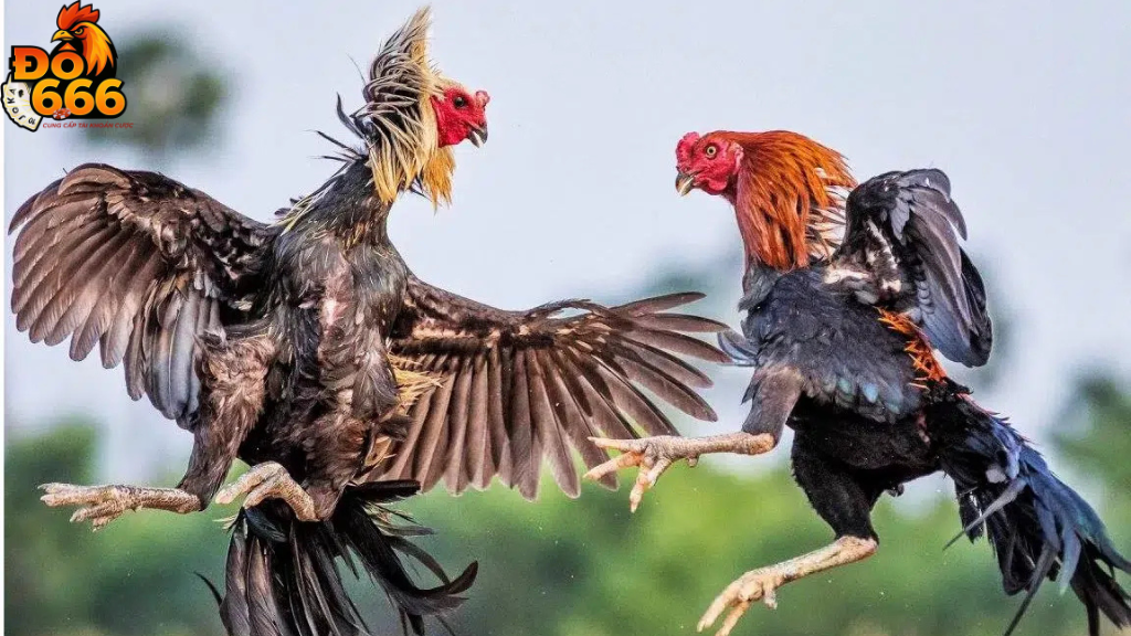 Đá gà Do666 có gì khác so với các nhà cái khác?