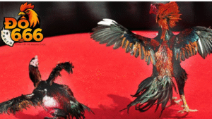 Đá gà Do666 có mất phí tham gia không?