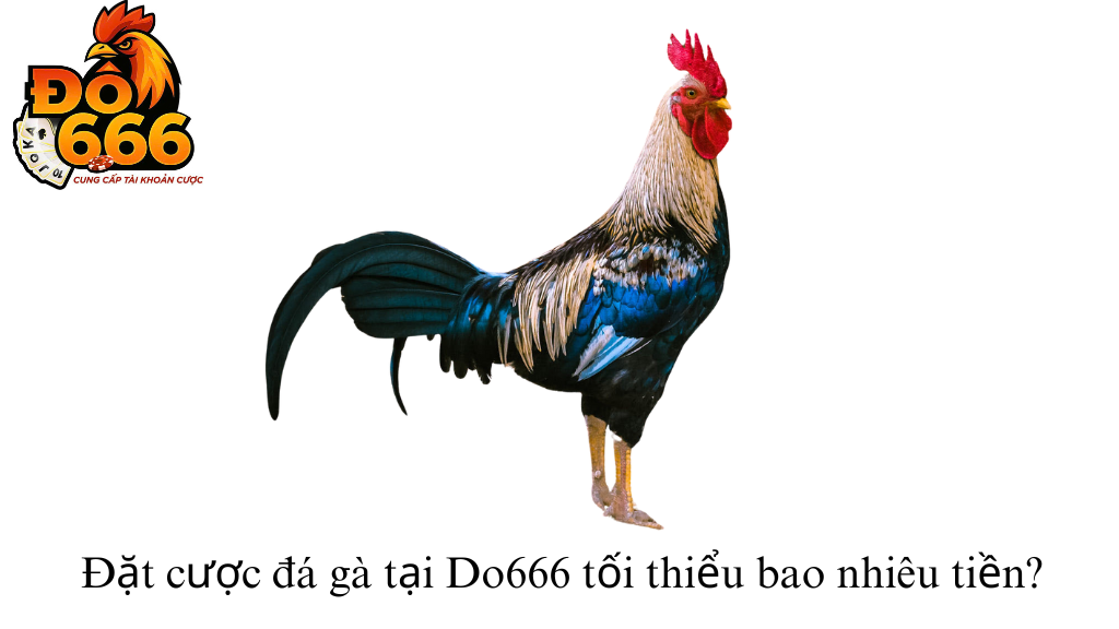 Đặt cược đá gà tại Do666 tối thiểu bao nhiêu tiền?