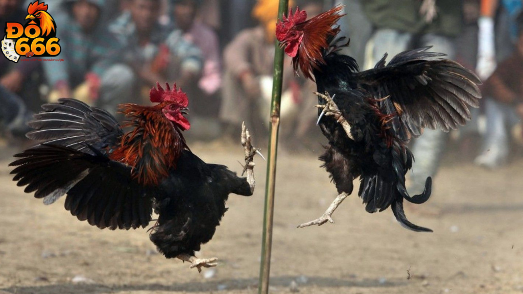 Do666 có bao nhiêu sảnh đá gà để lựa chọn