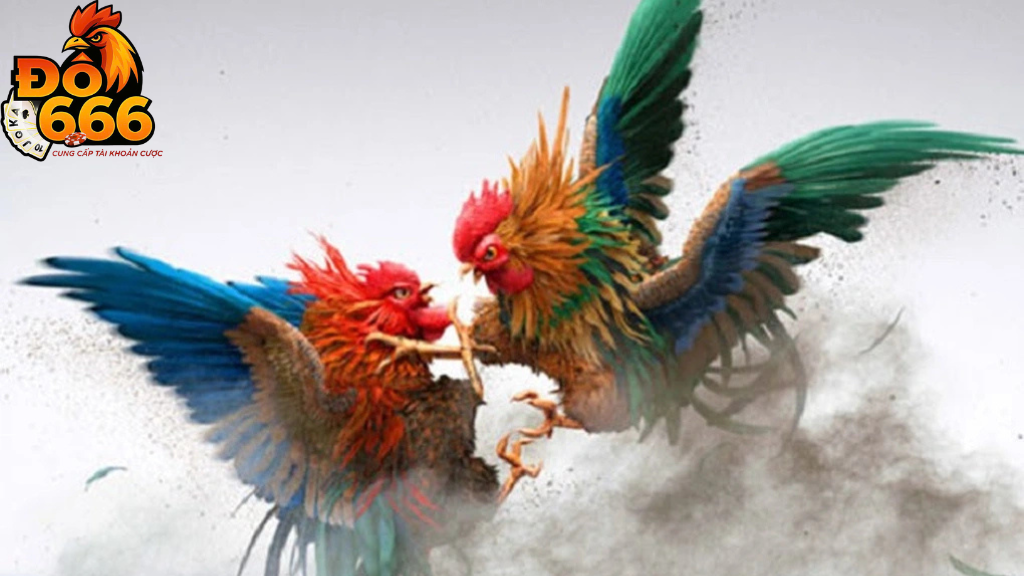 Do666 có bao nhiêu trận đá gà được phát sóng mỗi ngày
