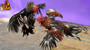 Do666 thưởng bao nhiêu % cho tân thủ chơi đá gà?