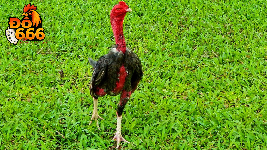 Khi nào Do666 cập nhật lịch thi đấu gà mới nhất?