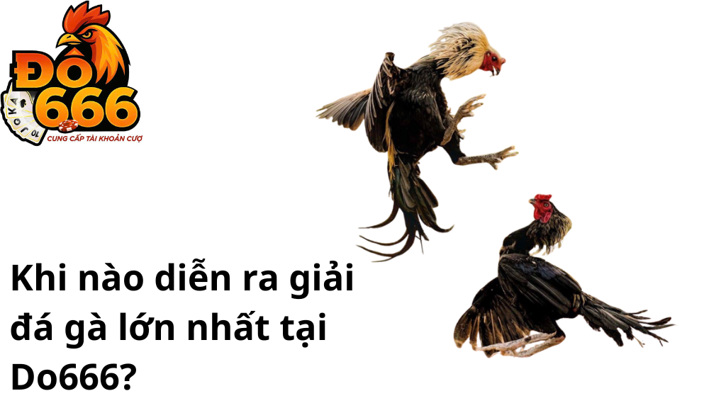 Khi nào diễn ra giải đá gà lớn nhất tại Do666?