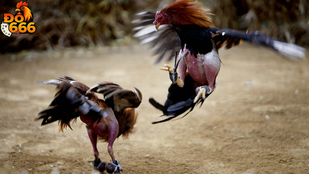 Khi nào là thời điểm vàng để cá cược đá gà tại Do666?