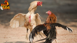 Làm thế nào để đăng ký tài khoản đá gà tại Do666?