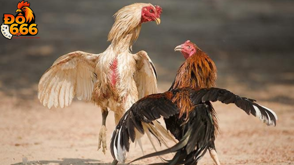 Làm thế nào để đăng ký tài khoản đá gà tại Do666?