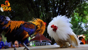 Vì sao Do666 được coi là thiên đường đá gà của bet thủ Việt