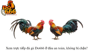 Xem trực tiếp đá gà Do666 ở đâu an toàn, không bị chặn?
