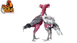 Tại sao nên chọn Do666 để cá cược đá gà trực tuyến?