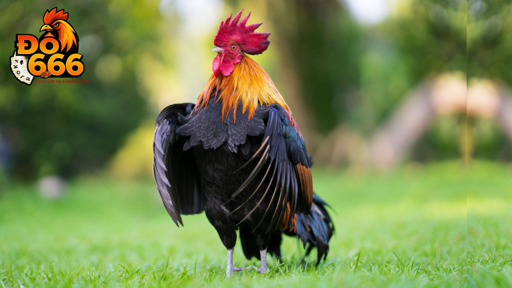 Ai là sư kê nổi tiếng gắn liền với trường gà Do666?