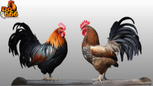 Ai thường xuyên chiến thắng lớn khi cá cược tại Do666?