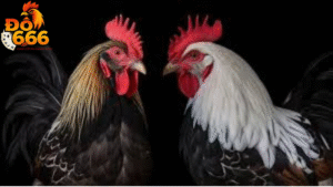 Đá gà Do666 có gì nổi bật khiến bet thủ toàn cầu chú ý?