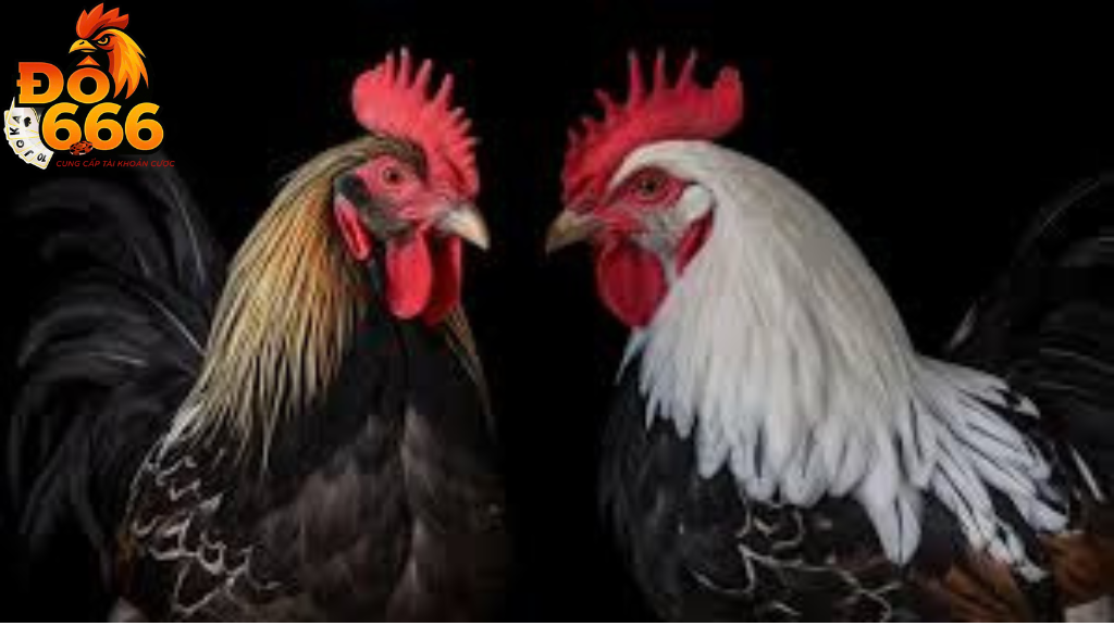 Đá gà Do666 có gì nổi bật khiến bet thủ toàn cầu chú ý?