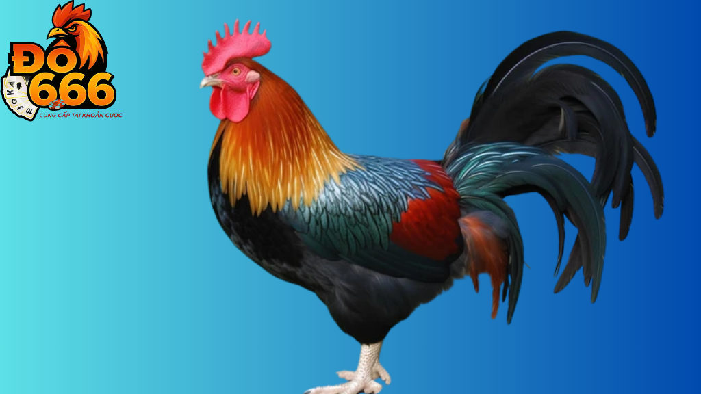 Đặt cược đá gà tại Do666 tối đa bao nhiêu tiền một vé?