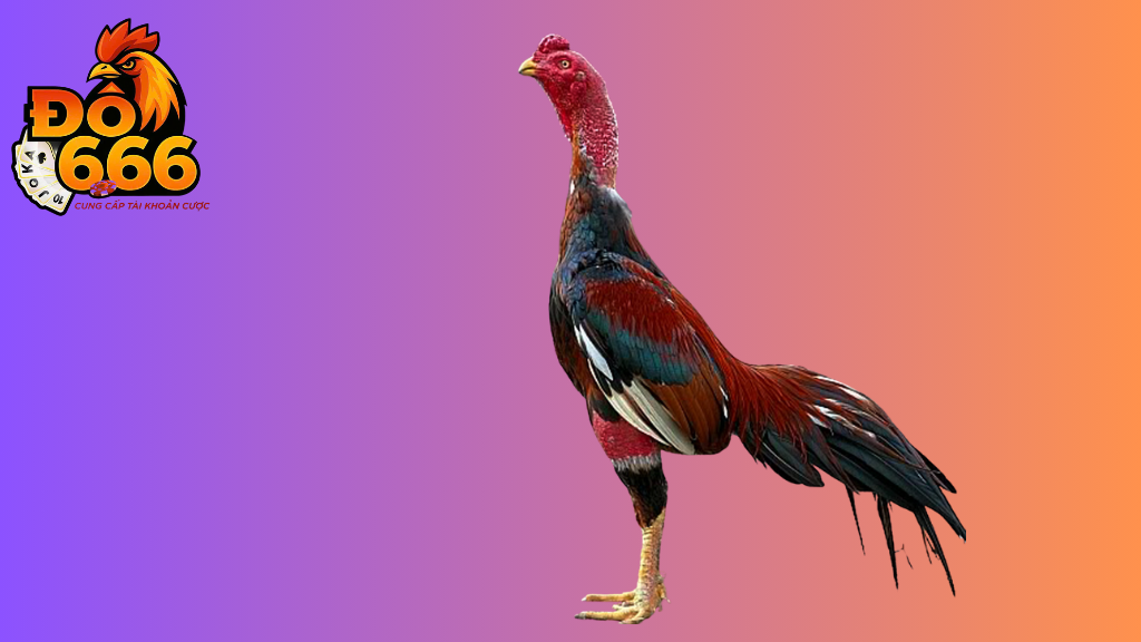 Do666 có bao nhiêu giống gà hiếm đang được đưa lên sới