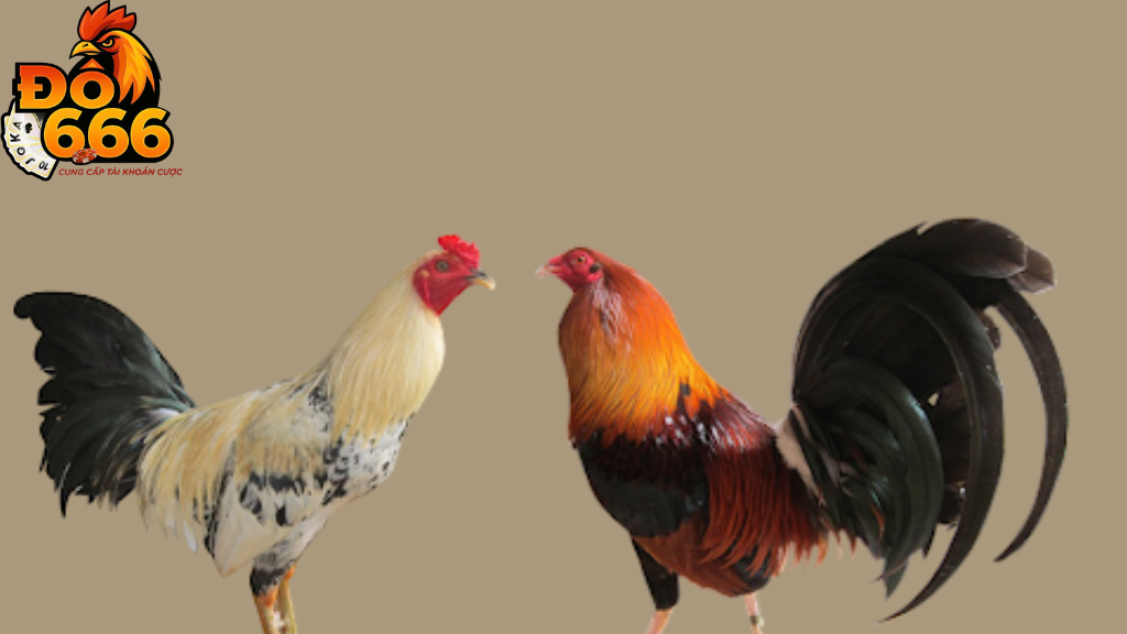 Do666 có bao nhiêu thành viên cá cược đá gà đang hoạt động