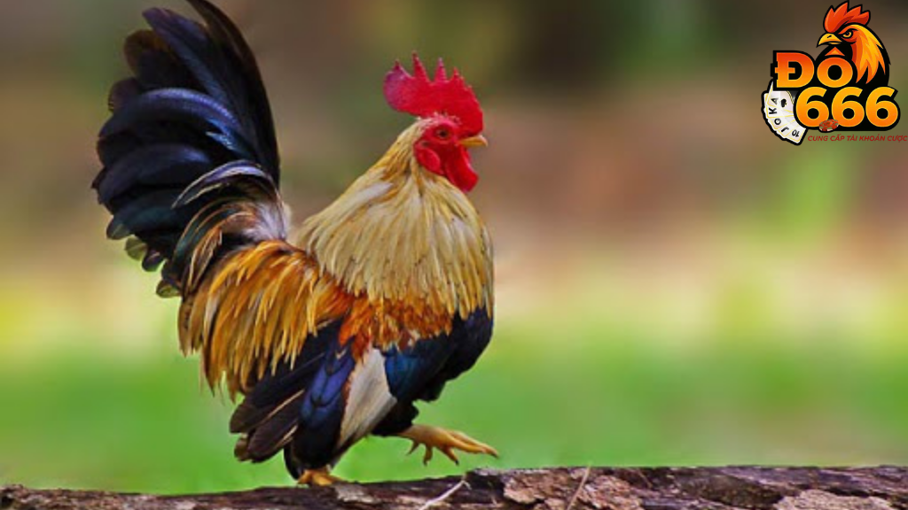 Khi nào Do666 mở kèo đặc biệt cho các trận gà tre?