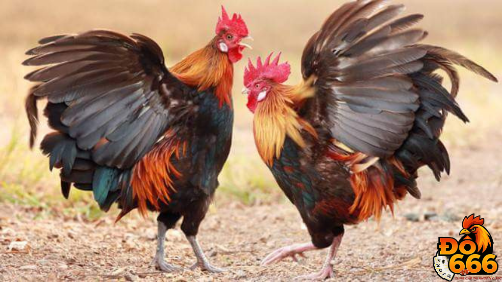 Trận đá gà Peru tại Do666 có gì hấp dẫn bet thủ?