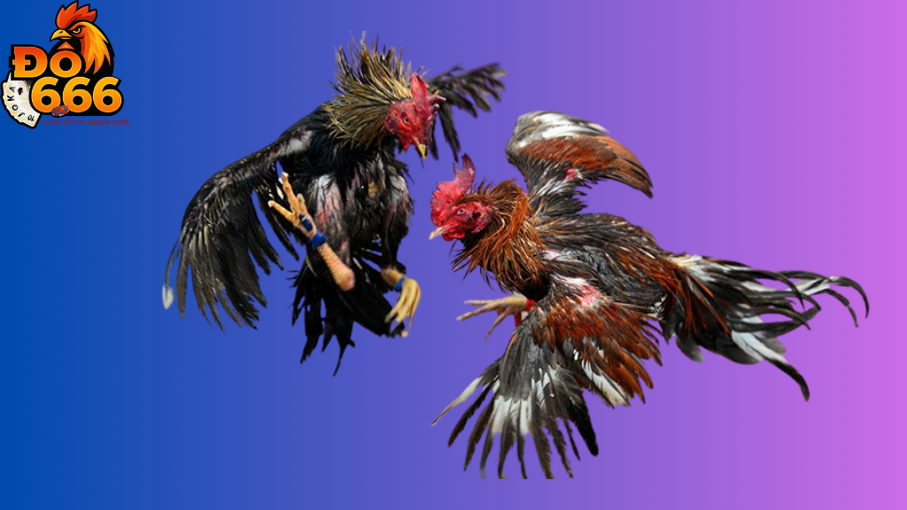 Xem đá gà trực tiếp Do666 ở đâu rõ nét nhất?