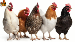 Do666 có bao nhiêu giống gà độc quyền?