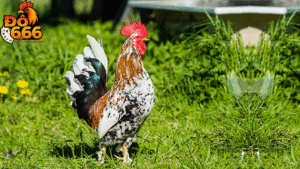 Do666 có bao nhiêu sảnh thi đấu ảo?