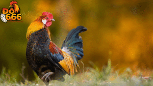 Do666 có bao nhiêu thành viên hoạt động tích cực?