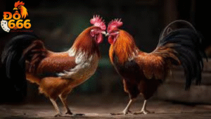 Gà xám thần tại Do666 gây ấn tượng mạnh