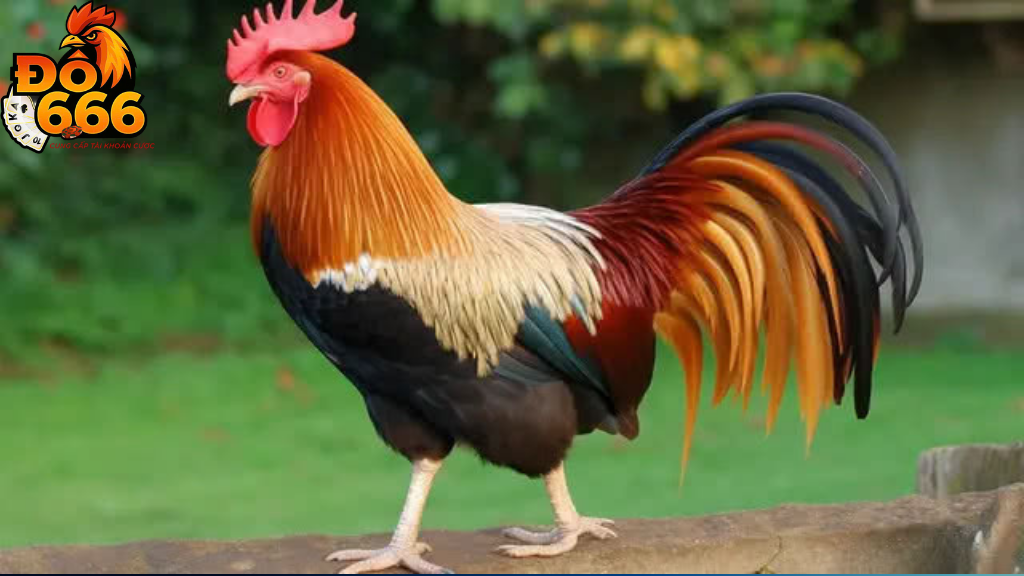 Review hiệu ứng âm thanh và hình ảnh Do666