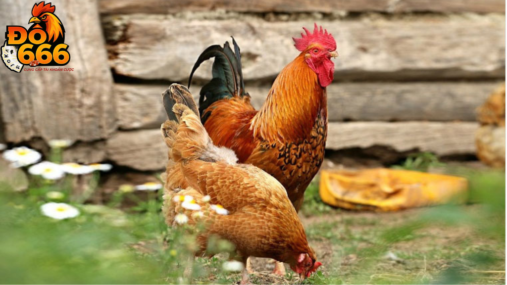 Ai là nhà huấn luyện gà chiến nổi bật nhất trong cộng đồng Do666?