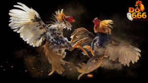 Bao nhiêu người đang tham gia cộng đồng người yêu gà chiến Do666?