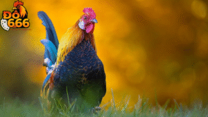 Khi nào Do666 mở mùa giải mới?