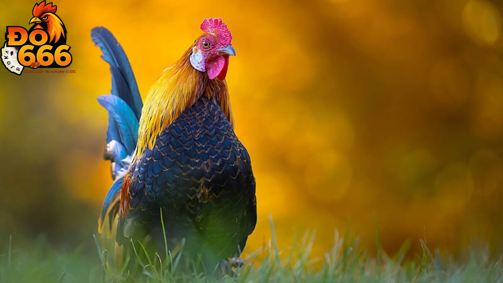 Khi nào Do666 mở mùa giải mới?