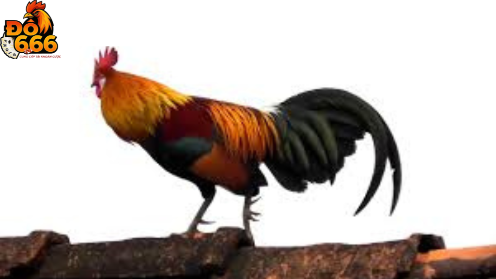 Khi nào Do666 tổ chức sự kiện “Gà Chiến Huyền Thoại” trực tuyến?