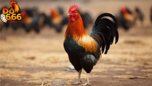 Mẹo tận hưởng trải nghiệm Do666 hiệu quả