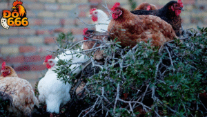 Vì sao Do666 được gọi là “vũ trụ chiến kê ảo” của người Việt?