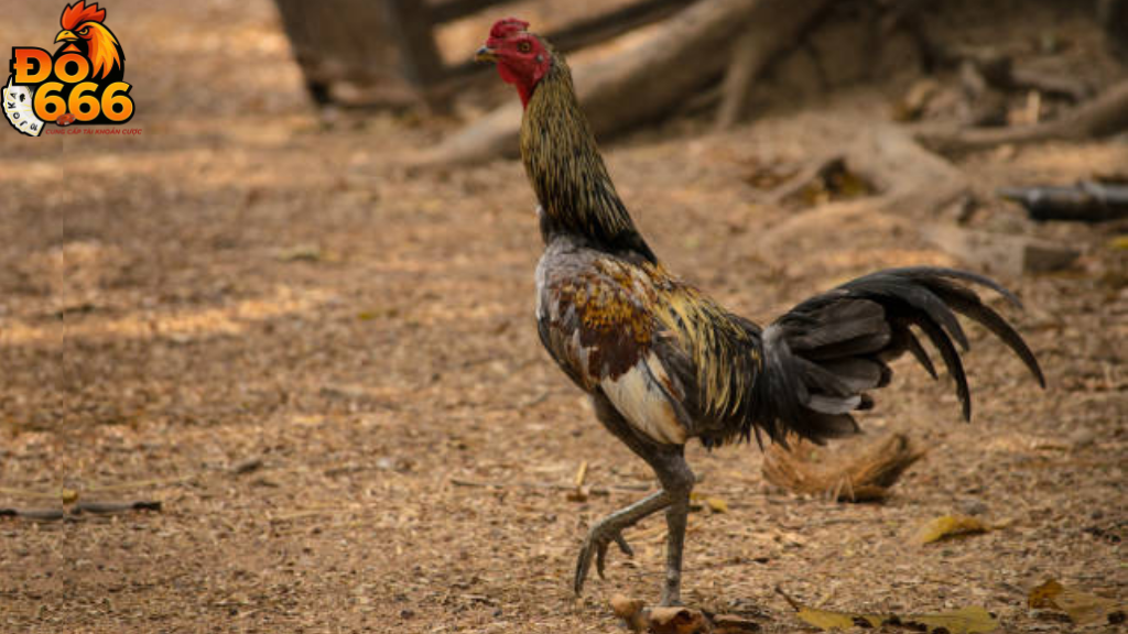 Vì sao các trận gà tre tại Do666 luôn thu hút hàng ngàn lượt xem?