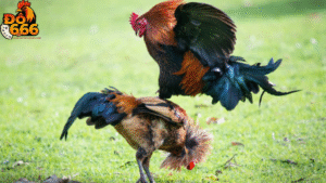 Ai đang giữ danh hiệu “Chiến Kê Bất Bại” trong bảng xếp hạng Do666?