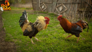 Bao nhiêu trận đấu mô phỏng được Do666 phát sóng mỗi ngày?