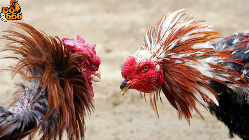 Do666 áp dụng công nghệ nào để tái hiện chuyển động gà chiến chân thực?