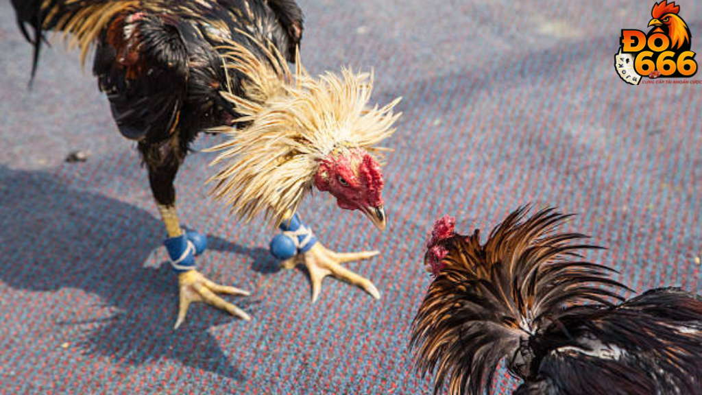 Do666 có bao nhiêu sảnh đấu để người chơi lựa chọn trải nghiệm?