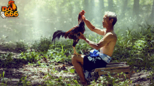 Khi nào Do666 phát hành game mô phỏng “Gà Chiến Tốc Độ Cao”?