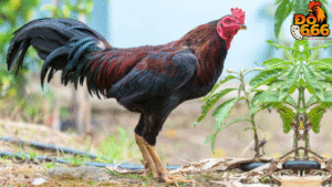 Khi nào Do666 ra mắt bản cập nhật “Đấu Kê Thế Giới 2025”?