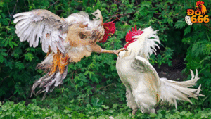 Ở đâu có thể đăng ký tham gia sự kiện giao lưu fan gà chiến Do666?