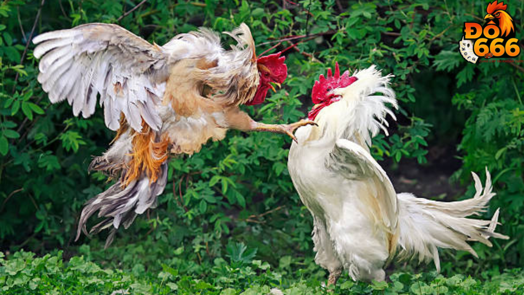 Ở đâu có thể đăng ký tham gia sự kiện giao lưu fan gà chiến Do666?