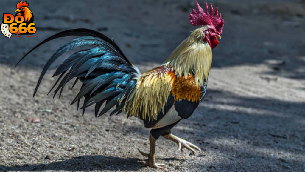 Vì sao Do666 được đánh giá là nơi giữ gìn nét đẹp văn hóa gà Việt?