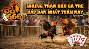 Do666: Những trận đấu gà tre hấp dẫn nhất tuần này